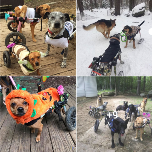 “Unleashing Love: The Inspiring Tale of a Woman Who Gives 6 Disabled Dogs a Second Chance at Happiness”