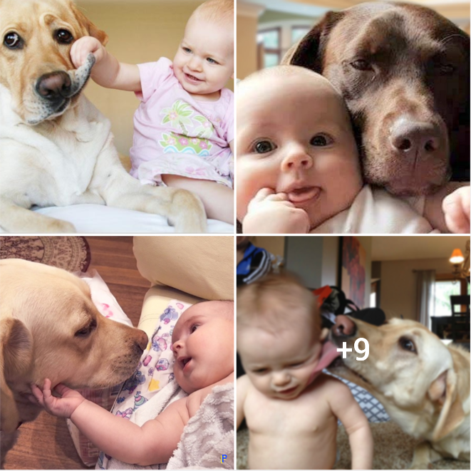 “Aww-Inspiring Encounter: Adorable Baby Bonds with Puppy in a Heartfelt Moment that Goes Viral”