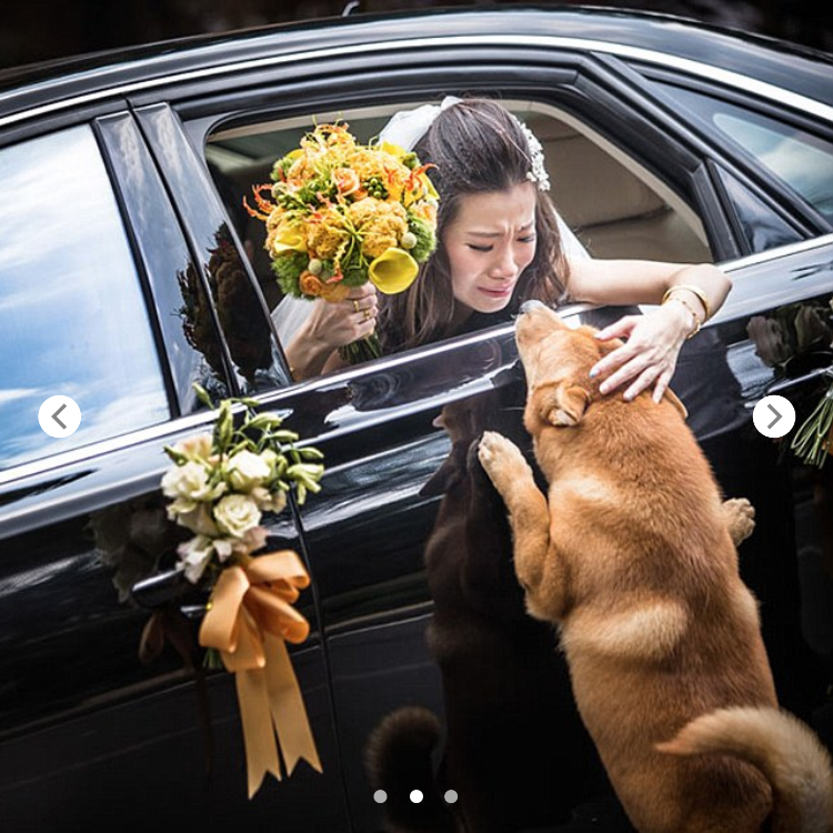 Heartfelt Farewell: A Dog’s Emotional Journey to Reconnect with Owner Before Her Wedding Day