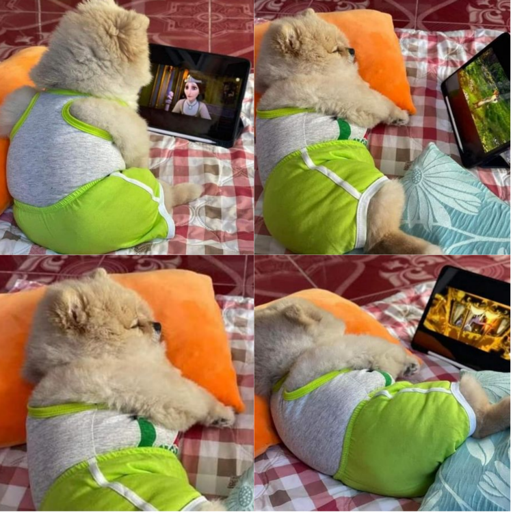 Adorable Moment: Dog in a Green Outfit Watches Cartoons Before Falling Asleep